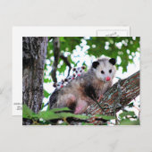 Possum, Mama und Babys Postkarte (Vorne/Hinten)