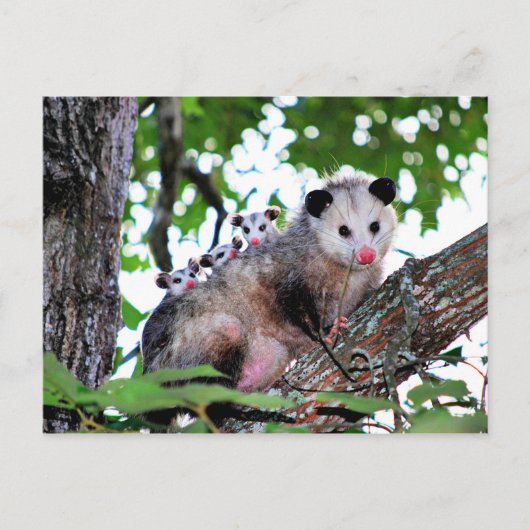 Possum, Mama und Babys Postkarte (Vorderseite)