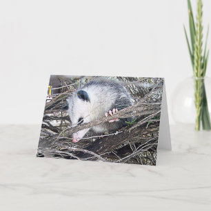 Possum Opossum Karte