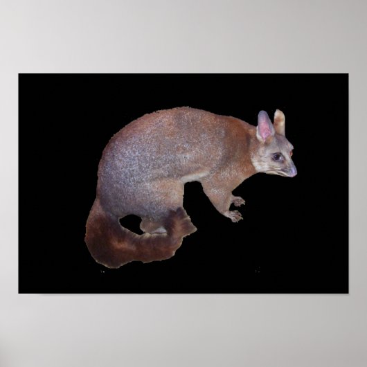 Possum Poster (Vorne)