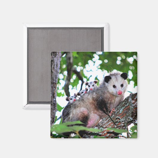 Possum und Babys Magnet (Vorderseite/Rückseite)