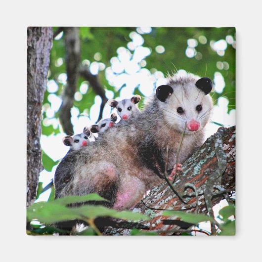 Possum und Babys Magnet (Vorne)
