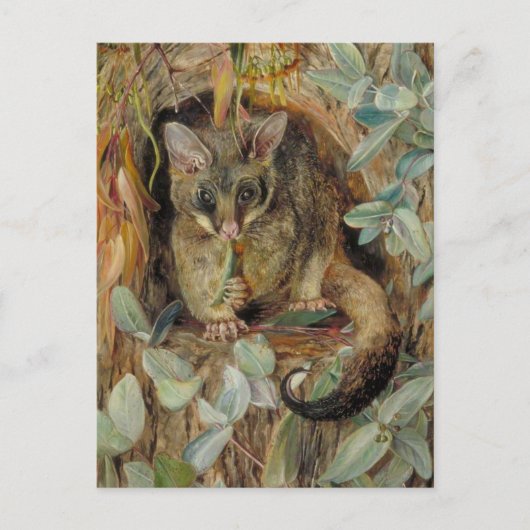 Possum up a Gum Tree by Marianne North Postkarte (Vorderseite)