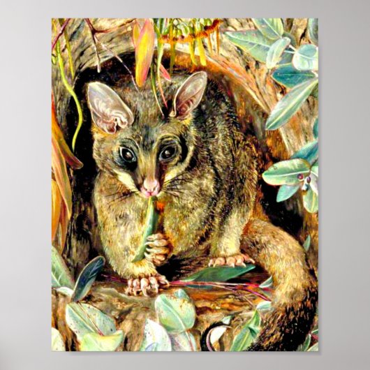 Possum up a Gum Tree Poster (Vorne)