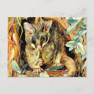 Possum up a Gum Tree Postkarte