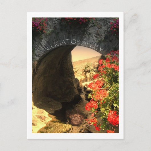 POST CARD Alligator Alley Postkarte (Vorderseite)