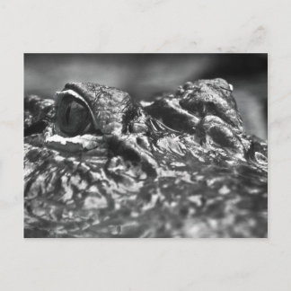 POST CARD Cape Fear Alligator - North Carolina Postkarte