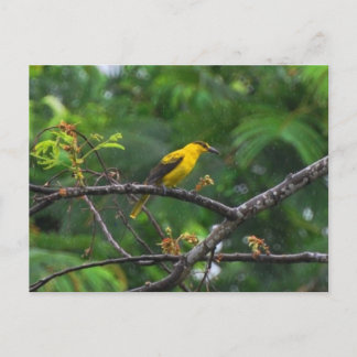 Post-Karte Foto von Schwarz Nacken-oriole im Regen Postkarte