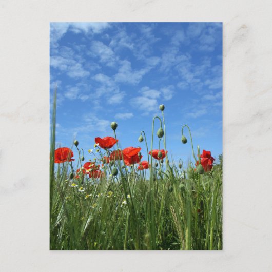 POST-Karte für Mohnfelder Postkarte (Vorderseite)