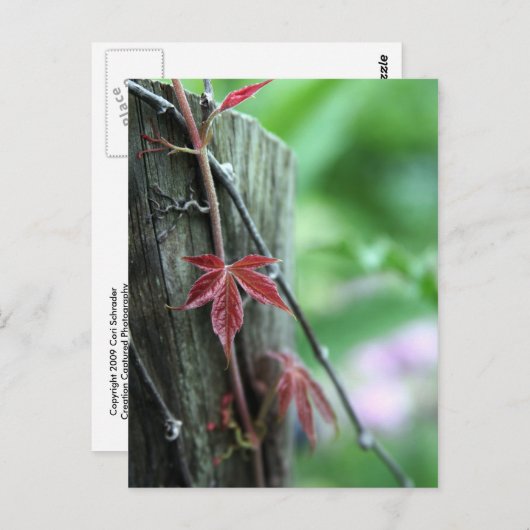 Post Postkarte (Vorne/Hinten)