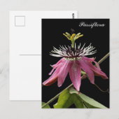 Postal de Passiflora Postkarte (Vorne/Hinten)