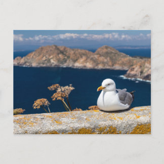 Postal gaviota en las Islas Cíes Postkarte