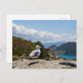 Postal gaviotas en las Islas Cíes Postkarte (Vorne/Hinten)