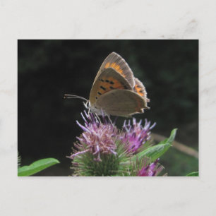 Postal mariposa postkarte