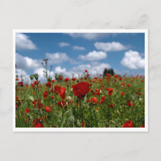 Postalchamps de coquelicot postkarte