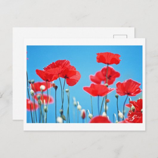 Postale Coquelicots de Provence Postkarte (Vorne/Hinten)