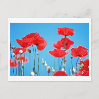 Postale Coquelicots de Provence Postkarte