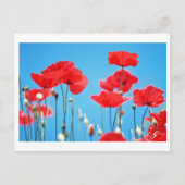 Postale Coquelicots de Provence Postkarte (Vorderseite)