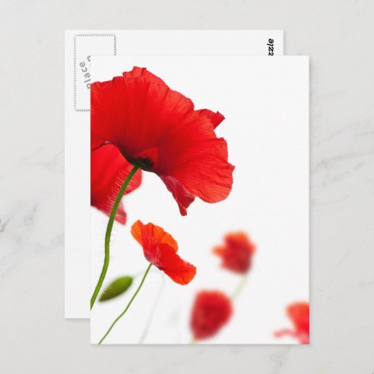 Postale Karte - Fleurs de coquelicots (Vorne/Hinten)