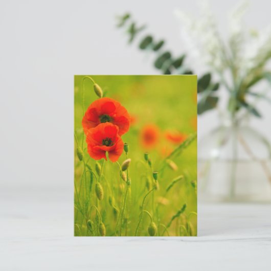 Postale Karte - Fleurs de coquelicots (Stehend Vorderseite)