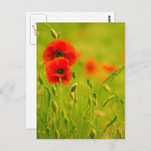 Postale Karte - Fleurs de coquelicots (Vorne/Hinten)