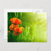 Postale Karte - Fleurs de coquelicots (Vorne/Hinten)