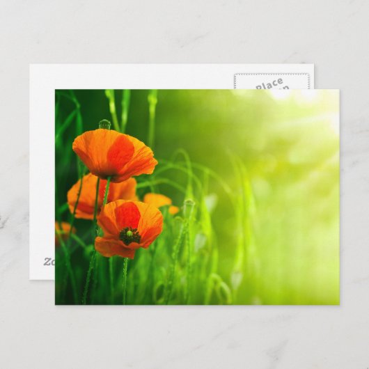 Postale Karte - Fleurs de coquelicots (Vorne/Hinten)