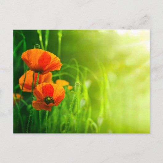 Postale Karte - Fleurs de coquelicots (Vorderseite)