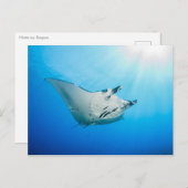 Postale, Manta ray タ レ イ Postkarte (Vorne/Hinten)