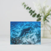 Postale, Manta ray タ レ イ Postkarte (Stehend Vorderseite)