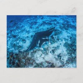 Postale, Manta ray タ レ イ Postkarte