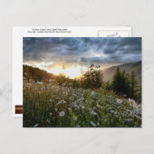POSTCARD ~ "A Daisy Sunset" Postkarte (Vorne/Hinten)