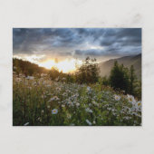 POSTCARD ~ "A Daisy Sunset" Postkarte (Vorderseite)