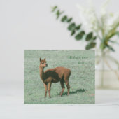 Postcard - Alpaca - Möchten Sie hier sein? Postkarte (Stehend Vorderseite)