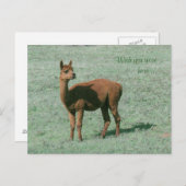 Postcard - Alpaca - Möchten Sie hier sein? Postkarte (Vorne/Hinten)