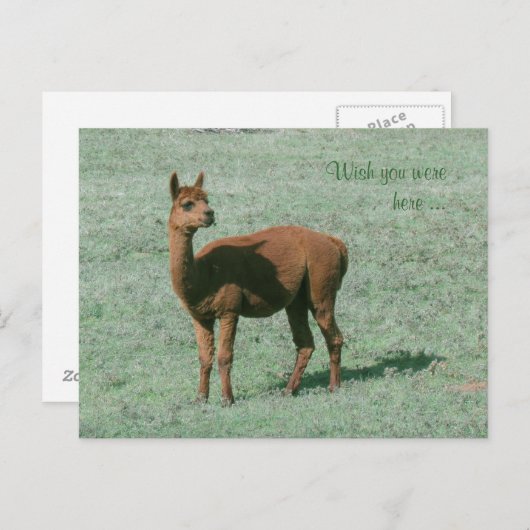 Postcard - Alpaca - Möchten Sie hier sein? Postkarte (Vorne/Hinten)