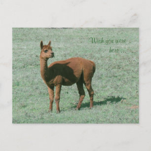 Postcard - Alpaca - Möchten Sie hier sein? Postkarte