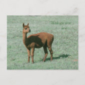 Postcard - Alpaca - Möchten Sie hier sein? Postkarte (Vorderseite)