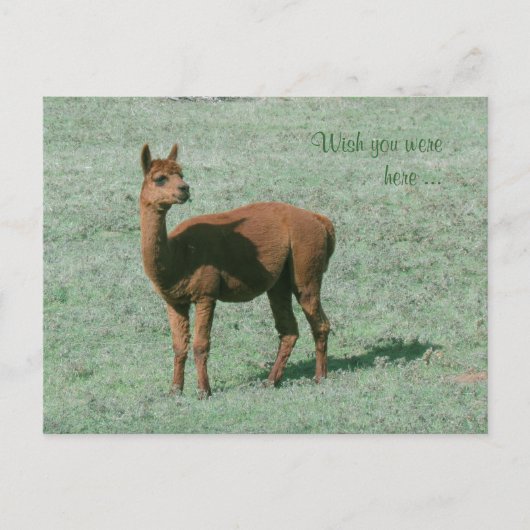 Postcard - Alpaca - Möchten Sie hier sein? Postkarte (Vorderseite)