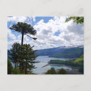 Postcard Araucaria araucana, Chile Postkarte