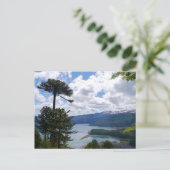 Postcard Araucaria araucana, Chile Postkarte (Stehend Vorderseite)