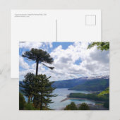 Postcard Araucaria araucana, Chile Postkarte (Vorne/Hinten)