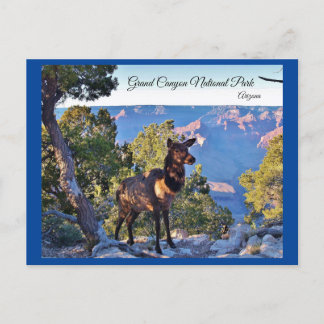 Postcard, Arizona, Grand Canyon, Elk Postkarte