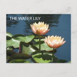 POSTCARD Artistic Photography The Water Lily Postkarte