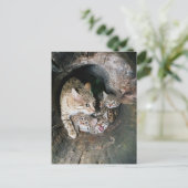 Postcard - Asiatischer Wildkatze Postkarte (Stehend Vorderseite)