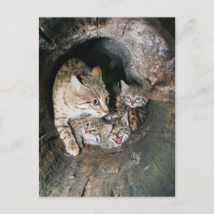 Postcard - Asiatischer Wildkatze Postkarte
