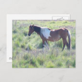 Postcard: Assateague Island, Zuhause der berühmten Postkarte (Vorne/Hinten)