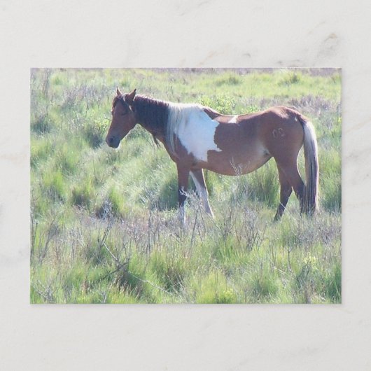 Postcard: Assateague Island, Zuhause der berühmten Postkarte (Vorderseite)