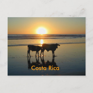 Postcard Bejuco Cow Country, Costa Rica Postkarte