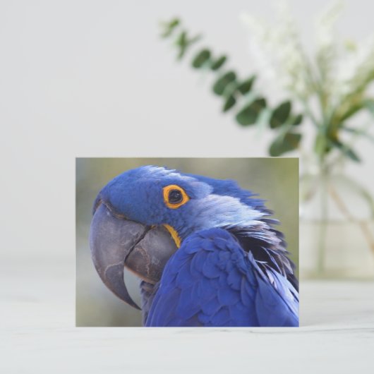 Postcard Blue Parrot Postkarte (Stehend Vorderseite)